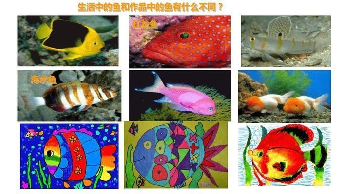 紅龍魚海水魚怎么養(yǎng)殖好：關(guān)于紅龍魚的一些飼養(yǎng)特性