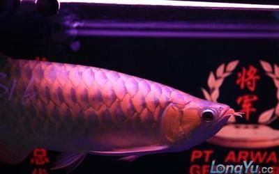 鳳凰龍魚F3的飼養成本大概是多少？（鳳凰龍魚f3全年飼養成本明細表）