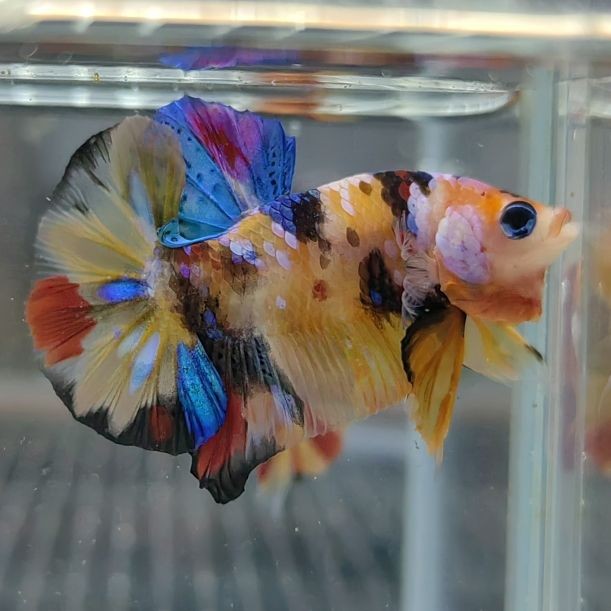 將軍紅龍魚是什么級別：如何辨別將軍紅龍魚等級