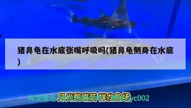 什么魚能和龍魚、虎魚混養(龍魚能和虎魚混養嗎) 豬鼻龜在水底張嘴呼吸嗎(豬鼻龜側身在水底) 豬鼻龜百科 豬鼻龜在水底張嘴呼吸嗎(豬鼻龜側身在水底) 豬鼻龜在水底張嘴呼吸嗎(豬鼻龜側身在水底) 豬鼻龜百科