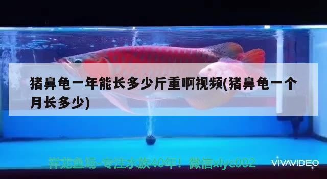 豬鼻龜一年能長多少斤重啊視頻(豬鼻龜一個月長多少)