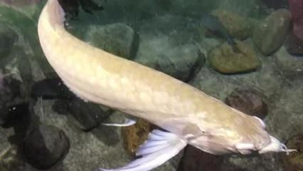 紅龍魚尾巴下垂是什么意思：紅龍魚尾巴下垂可能由多種原因引起 紅龍魚尾巴下垂是什么意思：紅龍魚尾巴下垂可能由多種原因引起 紅龍魚百科 第2張