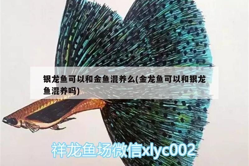銀龍魚可以和金魚混養(yǎng)么(金龍魚可以和銀龍魚混養(yǎng)嗎)