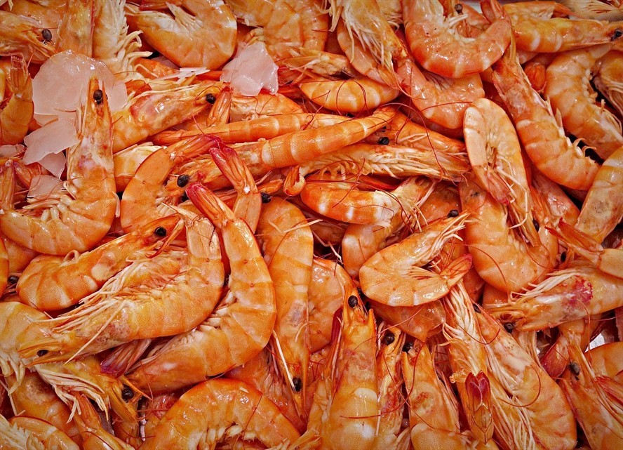 如何判斷藍(lán)金龍魚的年齡段：如何判斷藍(lán)金龍魚的年齡？