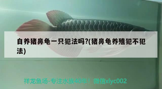 自養豬鼻龜一只犯法嗎?(豬鼻龜養殖犯不犯法)