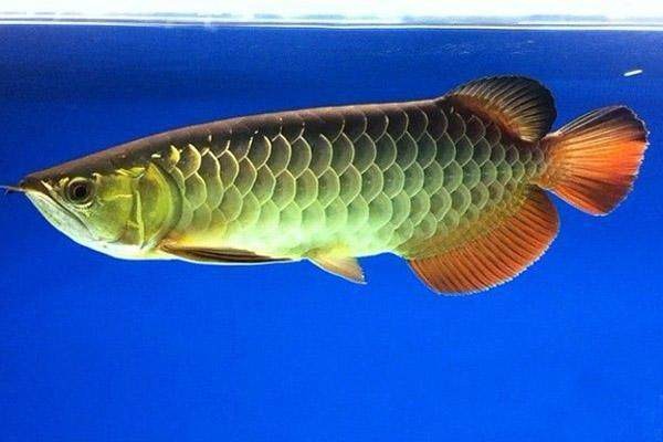 金龍魚為什么賣這么貴