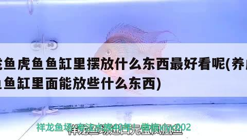 龍魚虎魚魚缸里擺放什么東西最好看呢(養(yǎng)虎魚魚缸里面能放些什么東西) 龍魚虎魚魚缸里擺放什么東西最好看呢(養(yǎng)虎魚魚缸里面能放些什么東西) 虎魚百科 第1張