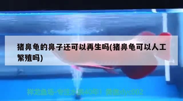 豬鼻龜的鼻子還可以再生嗎(豬鼻龜可以人工繁殖嗎)