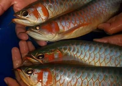 廣東紅龍魚(yú)漁場(chǎng) 廣東紅龍魚(yú)漁場(chǎng) 龍魚(yú)百科 第2張