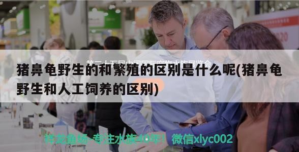 豬鼻龜野生的和繁殖的區別是什么呢(豬鼻龜野生和人工飼養的區別)