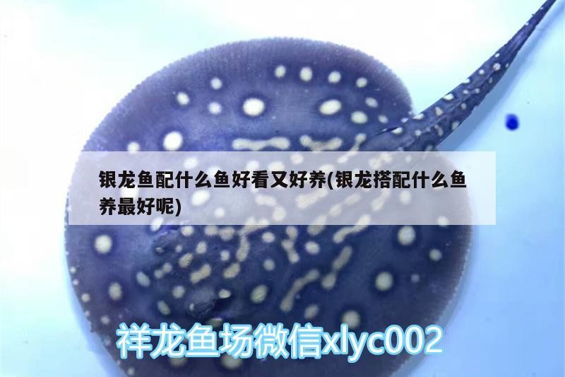 銀龍魚配什么魚好看又好養(銀龍搭配什么魚養最好呢)