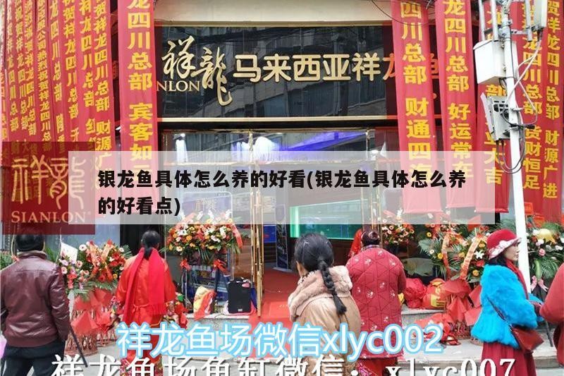 銀龍魚具體怎么養(yǎng)的好看(銀龍魚具體怎么養(yǎng)的好看點)