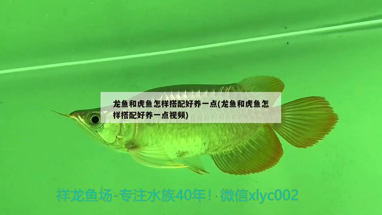 龍魚和虎魚怎樣搭配好養一點(龍魚和虎魚怎樣搭配好養一點視頻)