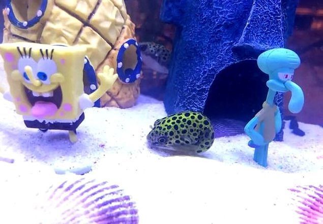 紅龍魚鰭發黑：紅龍魚鰭發黑可能由多種原因引起，紅龍魚水質管理技巧
