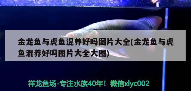 金龍魚與虎魚混養好嗎圖片大全(金龍魚與虎魚混養好嗎圖片大全大圖)
