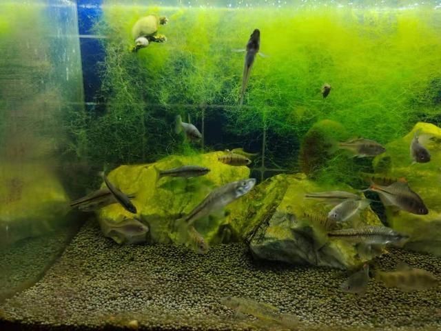 除了了清道夫還有什么魚能清理魚缸：清道夫魚并不是真正的“清道夫”而是屬于異性魚的一種