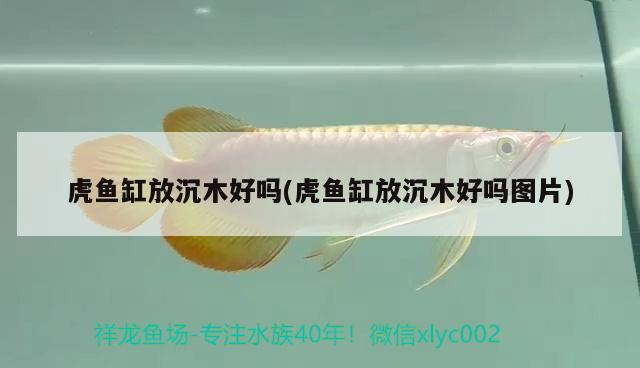虎魚缸放沉木好嗎(虎魚缸放沉木好嗎圖片)