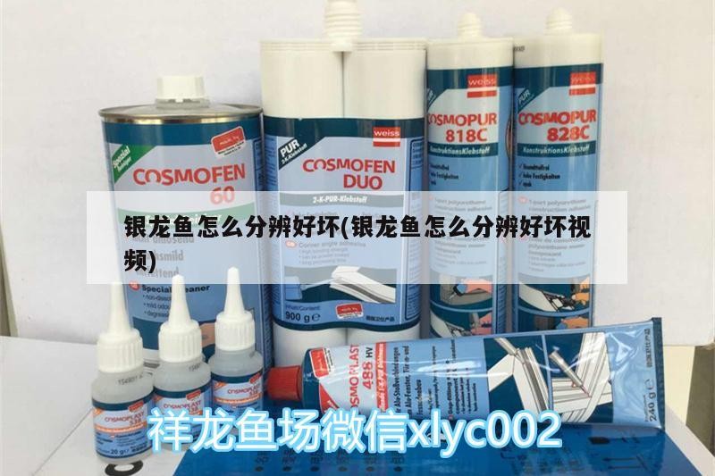 銀龍魚怎么分辨好壞(銀龍魚怎么分辨好壞視頻) 銀龍魚怎么分辨好壞(銀龍魚怎么分辨好壞視頻) 銀龍魚百科