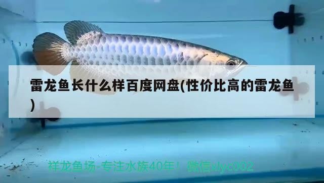 雷龍魚長什么樣百度網盤(性價比高的雷龍魚)