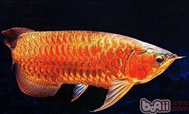 紅龍魚鱗片有缺口 紅龍魚鱗片有缺口 龍魚百科 第1張