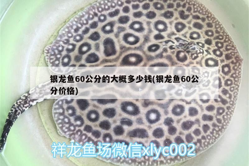 銀龍魚60公分的大概多少錢(銀龍魚60公分價格) 銀龍魚60公分的大概多少錢(銀龍魚60公分價格) 銀龍魚百科 第2張