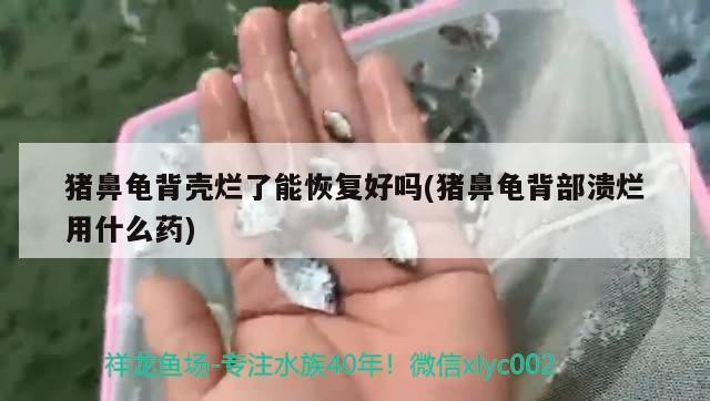 豬鼻龜背殼爛了能恢復好嗎(豬鼻龜背部潰爛用什么藥)