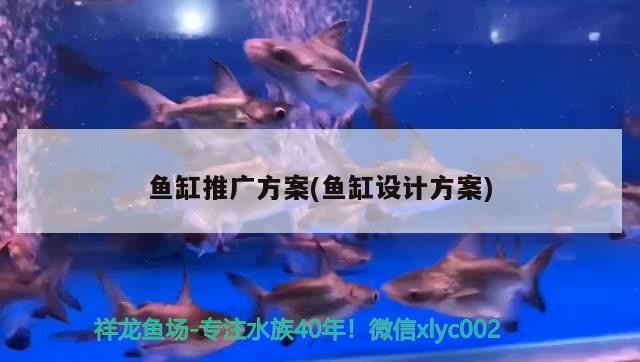 魚缸養殖黑魚有什么技巧，魚缸養殖黑魚有什么好的方法，養殖黑魚有什么技巧