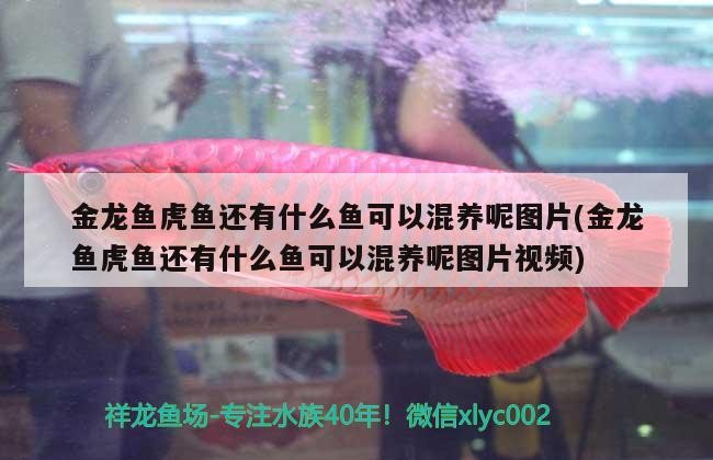 金龍魚虎魚還有什么魚可以混養(yǎng)呢圖片(金龍魚虎魚還有什么魚可以混養(yǎng)呢圖片視頻) 金龍魚虎魚還有什么魚可以混養(yǎng)呢圖片(金龍魚虎魚還有什么魚可以混養(yǎng)呢圖片視頻) 虎魚百科