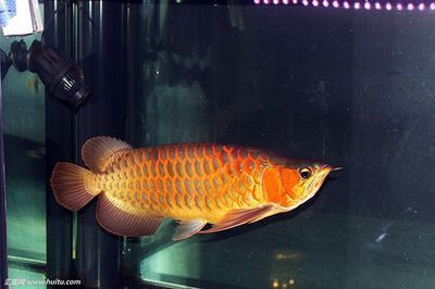 金龍藍底好還是金底好 龍魚百科 第4張 金龍藍底好還是金底好 金龍藍底好還是金底好 龍魚百科 第4張