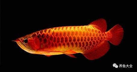 龍魚掉眼手術(shù)做了沒效果 龍魚百科 第1張 龍魚掉眼手術(shù)做了沒效果 龍魚掉眼手術(shù)做了沒效果 龍魚百科 第1張