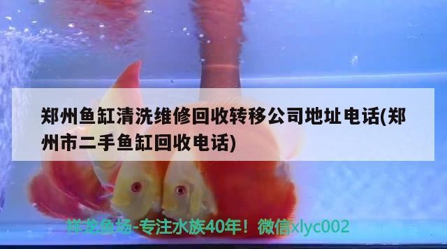 鄭州魚缸清洗維修回收轉移公司地址電話(鄭州市二手魚缸回收電話) 鄭州魚缸清洗維修回收轉移公司地址電話(鄭州市二手魚缸回收電話) 森森魚缸