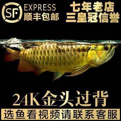 紅龍魚年齡怎么看的：判斷紅龍魚的年齡可以通過觀察鱗片、體長、眼睛和口鼻部位的變化