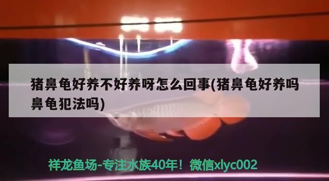 豬鼻龜好養不好養呀怎么回事(豬鼻龜好養嗎鼻龜犯法嗎)