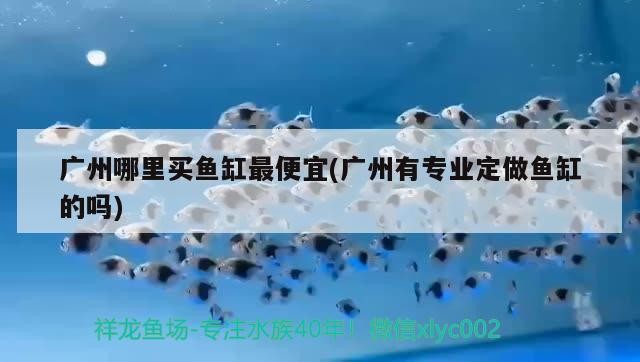 廣州哪里買魚缸最便宜(廣州有專業定做魚缸的嗎)
