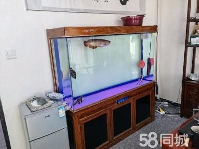 40公分虎魚需要多大魚缸：40公分虎魚需要多大魚缸，飼養40公分的虎魚需要多大魚缸 40公分虎魚需要多大魚缸：40公分虎魚需要多大魚缸，飼養40公分的虎魚需要多大魚缸 虎魚百科 第3張