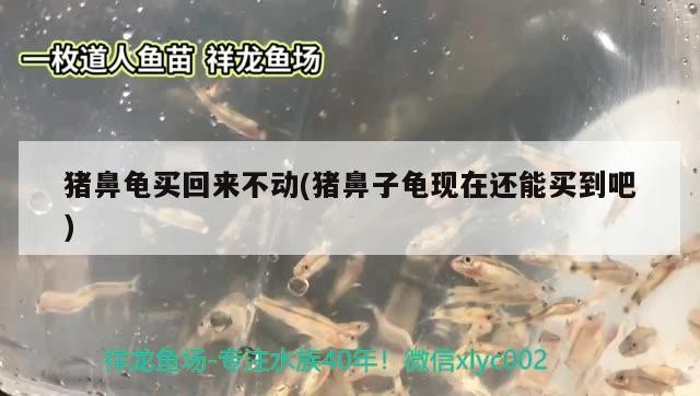 豬鼻龜買回來不動(豬鼻子龜現在還能買到吧)