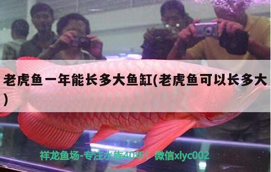 老虎魚一年能長多大魚缸(老虎魚可以長多大)