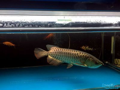 古典龍魚(yú)怎么養(yǎng)活