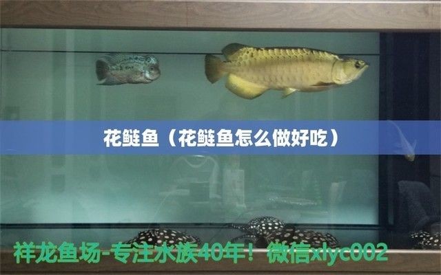 白子黑帝王魟魚的飲食習慣，白子黑帝王魟魚最佳生活環境，如何判斷魟魚健康狀態？ 白子黑帝王魟魚的飲食習慣，白子黑帝王魟魚最佳生活環境，如何判斷魟魚健康狀態？ 魟魚百科 第4張