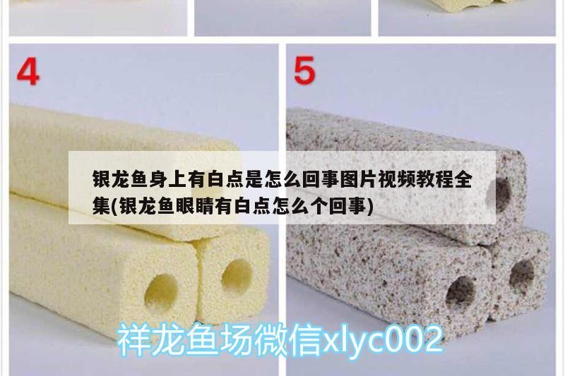 銀龍魚身上有白點(diǎn)是怎么回事圖片視頻教程全集(銀龍魚眼睛有白點(diǎn)怎么個回事)