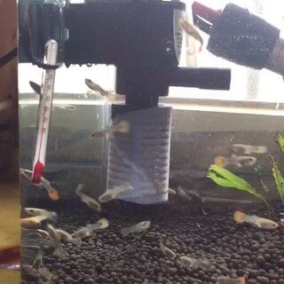 布置魚缸視頻：魚缸布置教程