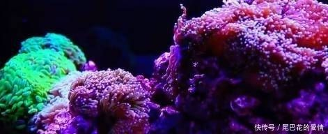 布置魚缸視頻：魚缸布置教程