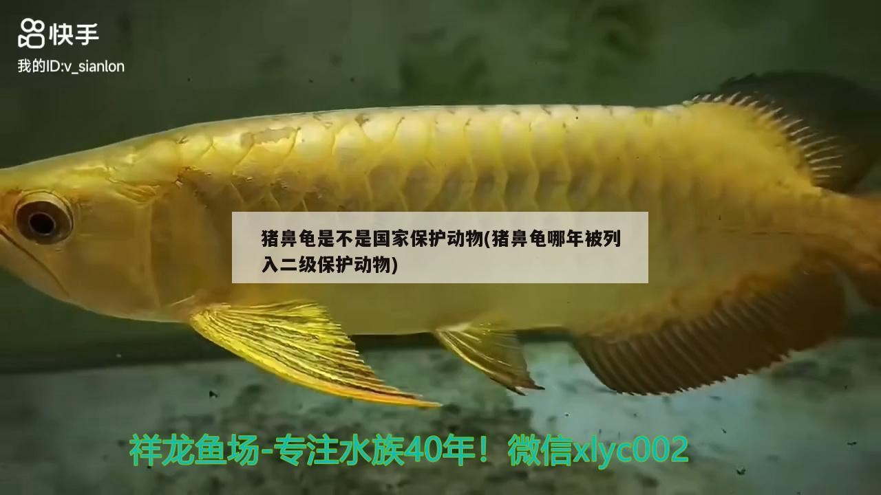 豬鼻龜是不是國家保護動物(豬鼻龜哪年被列入二級保護動物)