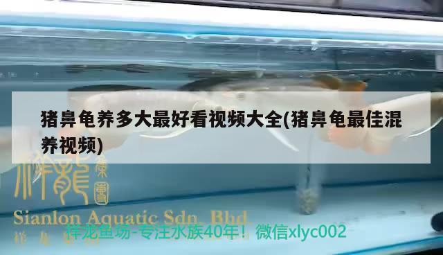 豬鼻龜養多大最好看視頻大全(豬鼻龜最佳混養視頻) 豬鼻龜養多大最好看視頻大全(豬鼻龜最佳混養視頻) 豬鼻龜百科