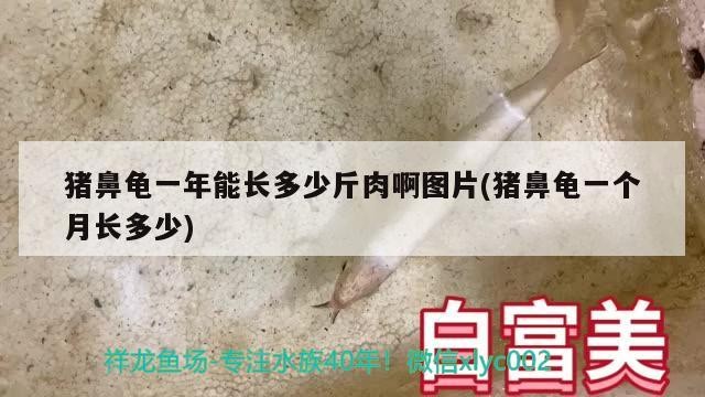 豬鼻龜一年能長多少斤肉啊圖片(豬鼻龜一個月長多少)