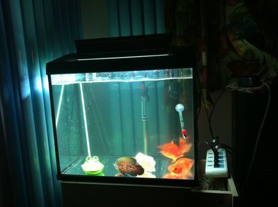 大型魚缸水渾濁原因和解決方案：魚缸水質監測與管理