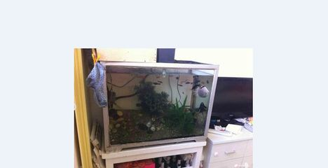大型魚缸水渾濁原因和解決方案：魚缸水質監測與管理