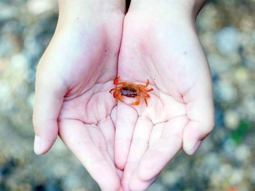 淡水海龍魚的圖片高清(淡水龍魚圖片大全) 魟魚百科 第1張 淡水海龍魚的圖片高清(淡水龍魚圖片大全) 淡水海龍魚的圖片高清(淡水龍魚圖片大全) 魟魚百科 第1張