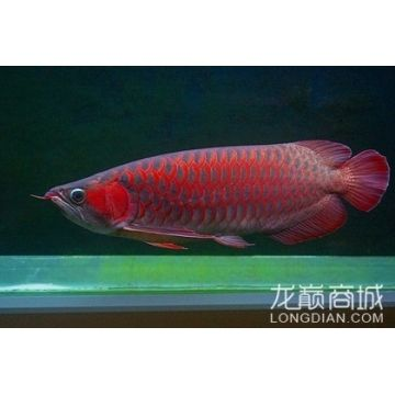 紅龍魚用什么燈龍魚之巔：關(guān)于紅龍魚用什么燈
