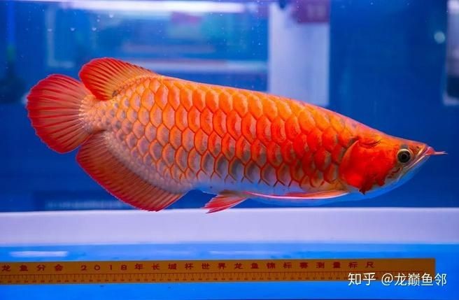 紅龍魚用什么燈龍魚之巔:關(guān)于紅龍魚用什么燈 紅龍魚百科 第5張 紅龍魚用什么燈龍魚之巔:關(guān)于紅龍魚用什么燈 紅龍魚用什么燈龍魚之巔:關(guān)于紅龍魚用什么燈 紅龍魚百科 第5張